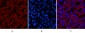COX IV Monoclonal Antibody(6C8)